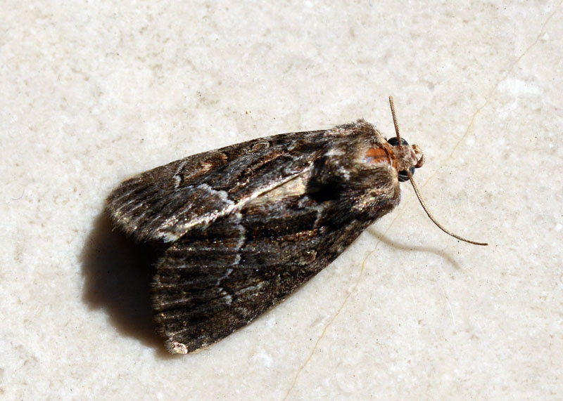 Thalpophila   cf matura